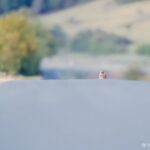 Hibou moyen duc_11zon