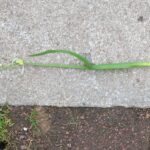 Korina_2016-04-17_Allium_paradoxum