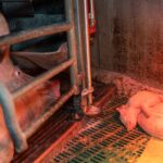 2025-leclerc-maternite-truie-et-porcelets_11zon