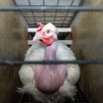2025-sasso-hendrix-genetics-poules-reproductrices_11zon