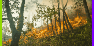 Trêve, frontière et incendie : les 10 infos de la semaine