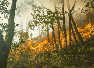 Trêve, frontière et incendie : les 10 infos de la semaine