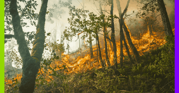 Trêve, frontière et incendie : les 10 infos de la semaine