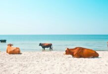 Face à la canicule, les animaux en première ligne Face à la canicule, les animaux en première ligne