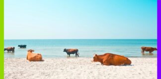 Face à la canicule, les animaux en première ligne Face à la canicule, les animaux en première ligne