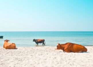 Face à la canicule, les animaux en première ligne Face à la canicule, les animaux en première ligne