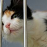 Été et abandons : l&rsquo;ère des animaux jetables