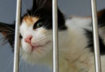 Été et abandons : l’ère des animaux jetables Été et abandons : l'ère des animaux jetables