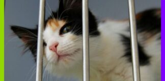 Été et abandons : l’ère des animaux jetables Été et abandons : l'ère des animaux jetables
