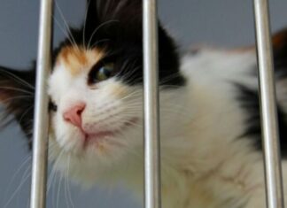 Été et abandons : l’ère des animaux jetables Été et abandons : l'ère des animaux jetables