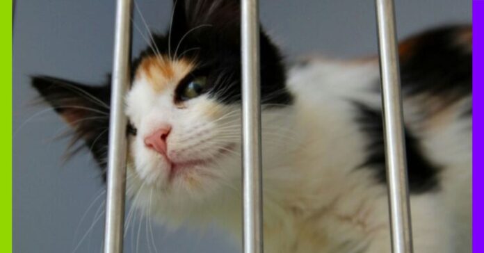 Été et abandons : l’ère des animaux jetables Été et abandons : l'ère des animaux jetables