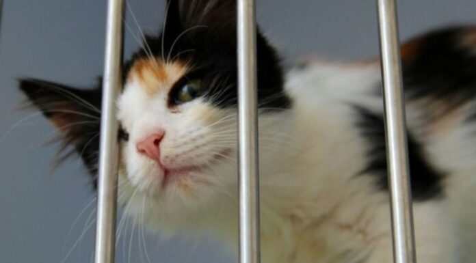 Été et abandons : l’ère des animaux jetables Été et abandons : l'ère des animaux jetables