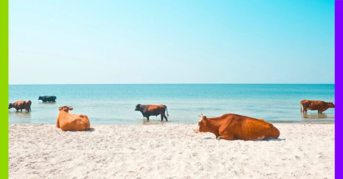 Face à la canicule, les animaux en première ligne Face à la canicule, les animaux en première ligne