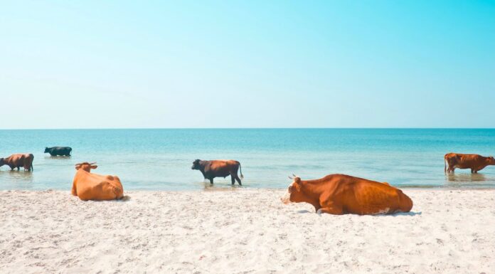 Face à la canicule, les animaux en première ligne Face à la canicule, les animaux en première ligne