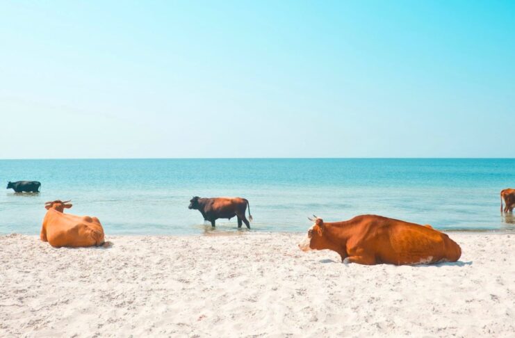 Face à la canicule, les animaux en première ligne Face à la canicule, les animaux en première ligne