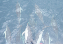Chasse, air et dauphins : les 10 bonnes nouvelles de la semaine