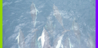 Chasse, air et dauphins : les 10 bonnes nouvelles de la semaine