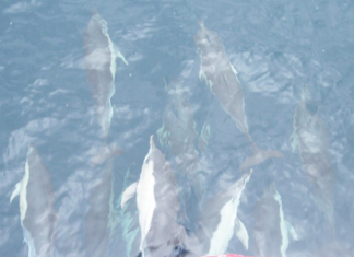 Chasse, air et dauphins : les 10 bonnes nouvelles de la semaine