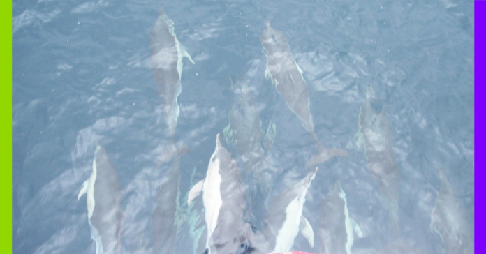 Chasse, air et dauphins : les 10 bonnes nouvelles de la semaine
