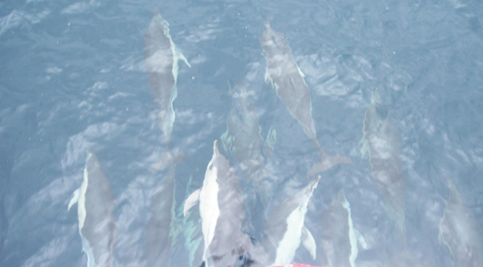 Chasse, air et dauphins : les 10 bonnes nouvelles de la semaine