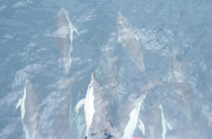 Chasse, air et dauphins : les 10 bonnes nouvelles de la semaine