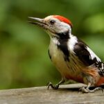Middle-Spotted_Woodpecker_(Dendrocopus_medius),_Forêt_de_Soignes,_Brussels_(30300015084)