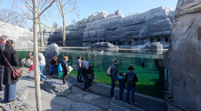 Faut-il renoncer aux zoos et aux aquariums ? Faut-il que les zoos et les aquariums disparaissent ?