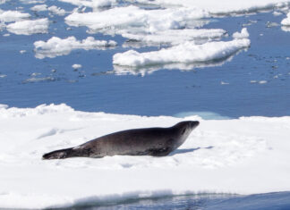 Fonte des glaces, IA, ingérences : les 10 infos de la semaine