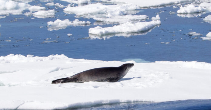 Fonte des glaces, IA, ingérences : les 10 infos de la semaine