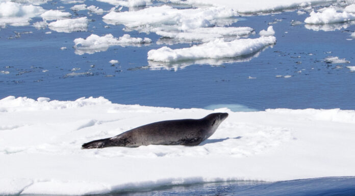 Fonte des glaces, IA, ingérences : les 10 infos de la semaine