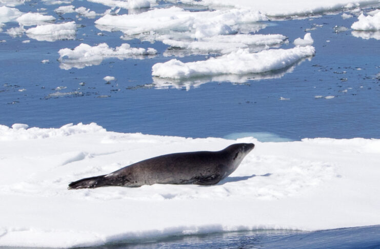 Fonte des glaces, IA, ingérences : les 10 infos de la semaine