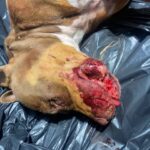 La maltraitance animale est bien trop souvent relayée sur les réseaux sociaux… ©CNDA