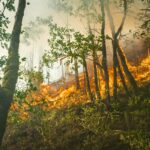Les feux de forêt de cet été 2026 ont plus que jamais rappelé l&rsquo;urgence d&rsquo;agir ©Unsplash