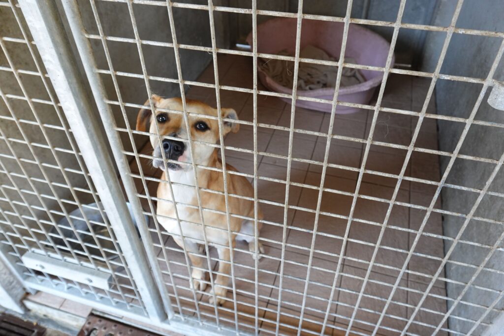 Les chiens récupérés dans les refuges peuvent être accompagnés par un éducateur ©CNDA