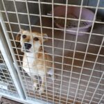 Les chiens récupérés dans les refuges peuvent être accompagnés par un éducateur ©CNDA