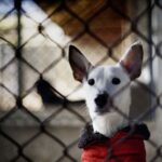 Chaque année, la CNDA sauve plus de 200 000 animaux domestiques ©CNDA