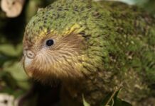 Banc d’allaitement, dépollution des sols et retour du kākāpō : Top 10 bonnes nouvelles Banc d'allaitement, dépollution des sols et retour du kākāpō : Top 10 bonnes nouvelles