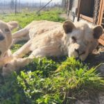 En Mayenne, le sanctuaire Le Repère au chevet de tous les animaux