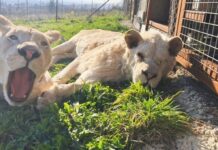 En Mayenne, le sanctuaire Le Repère au chevet de tous les animaux En Mayenne, le sanctuaire Le Repère au chevet de tous les animaux