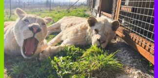 En Mayenne, le sanctuaire Le Repère au chevet de tous les animaux En Mayenne, le sanctuaire Le Repère au chevet de tous les animaux