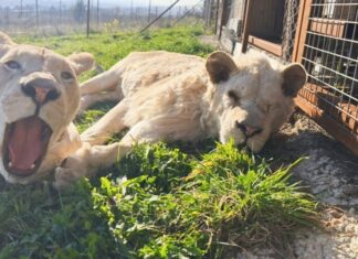 En Mayenne, le sanctuaire Le Repère au chevet de tous les animaux En Mayenne, le sanctuaire Le Repère au chevet de tous les animaux