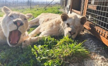 En Mayenne, le sanctuaire Le Repère au chevet de tous les animaux En Mayenne, le sanctuaire Le Repère au chevet de tous les animaux