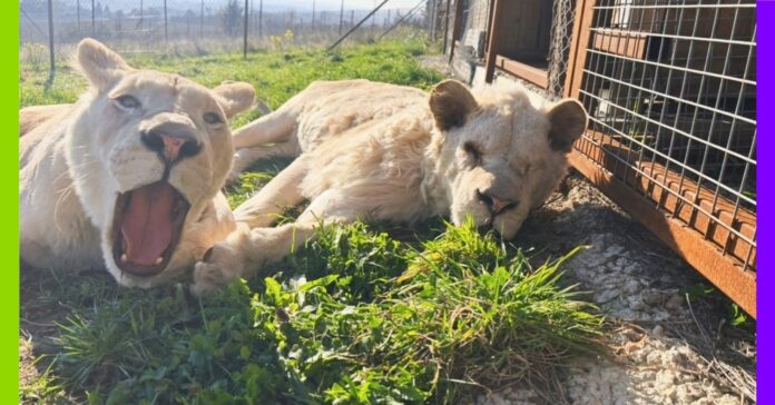En Mayenne, le sanctuaire Le Repère au chevet de tous les animaux En Mayenne, le sanctuaire Le Repère au chevet de tous les animaux
