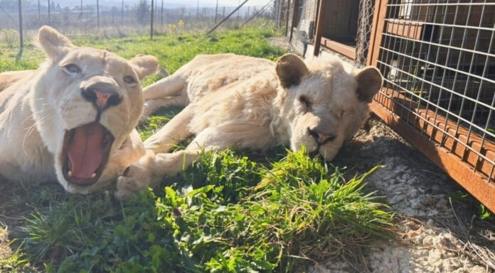 En Mayenne, le sanctuaire Le Repère au chevet de tous les animaux En Mayenne, le sanctuaire Le Repère au chevet de tous les animaux