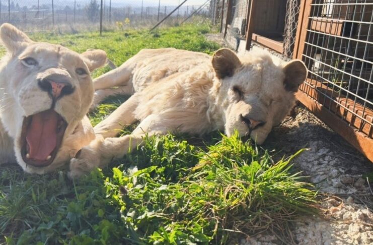En Mayenne, le sanctuaire Le Repère au chevet de tous les animaux En Mayenne, le sanctuaire Le Repère au chevet de tous les animaux