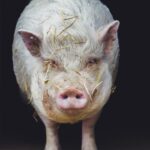 Soigner des animaux de ferme non destinés à la consommation reste un combat ©Le Repère