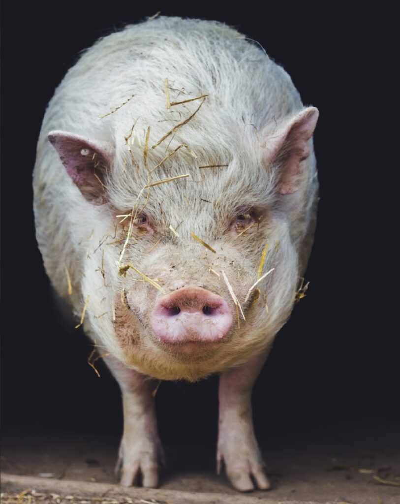 Soigner des animaux de ferme non destinés à la consommation reste un combat ©Le Repère