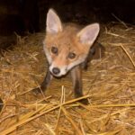 Dépourvue de centre de soins pour la faune sauvage, la Mayenne ne peut compter que sur Le Repère ©Le Repère
