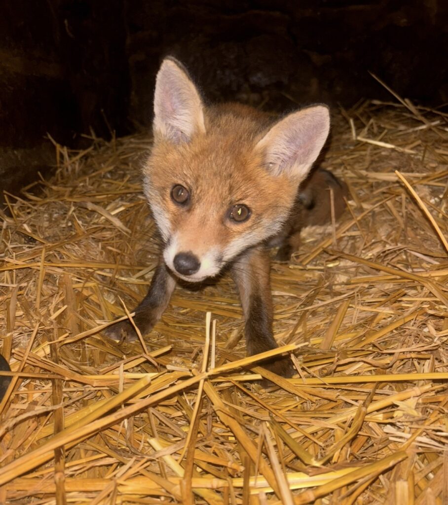 Dépourvue de centre de soins pour la faune sauvage, la Mayenne ne peut compter que sur Le Repère ©Le Repère