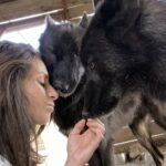 Parmi les pensionnaires Marjorie, de magnifiques loups ©Le Repère